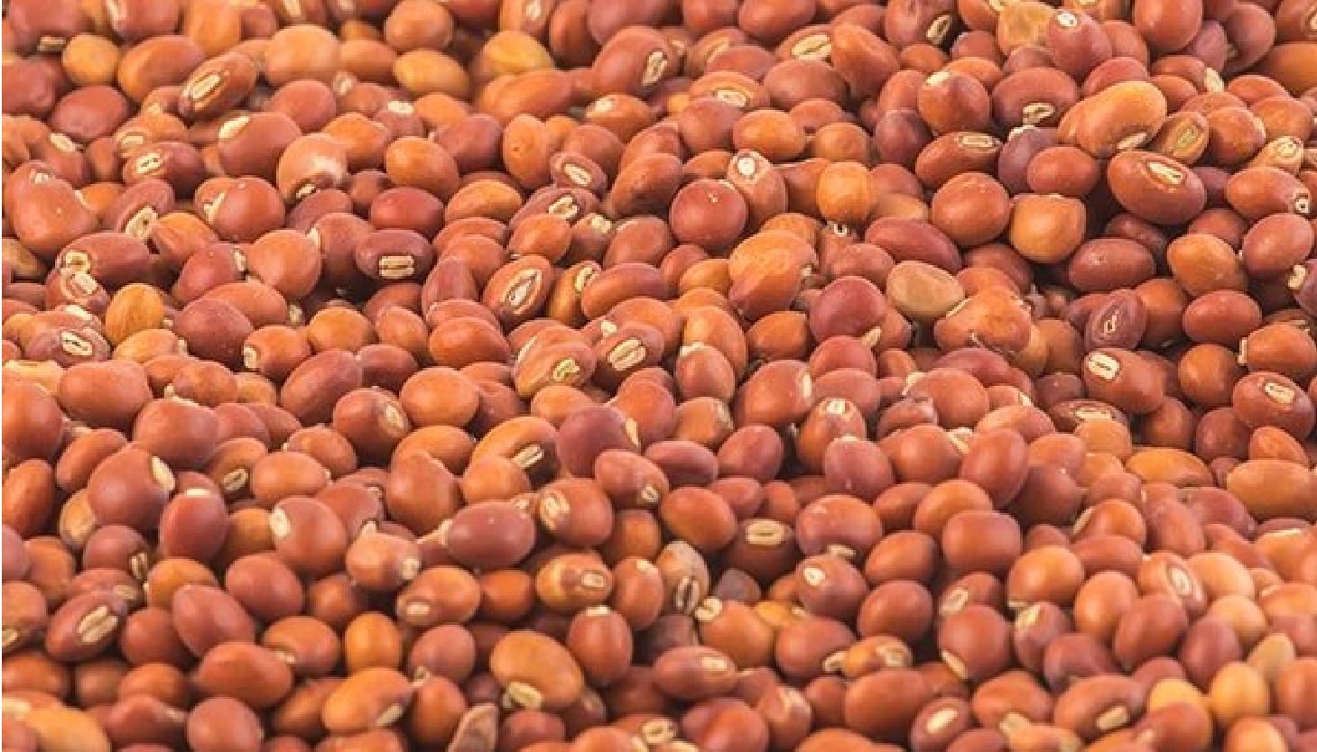 Pigeon Peas